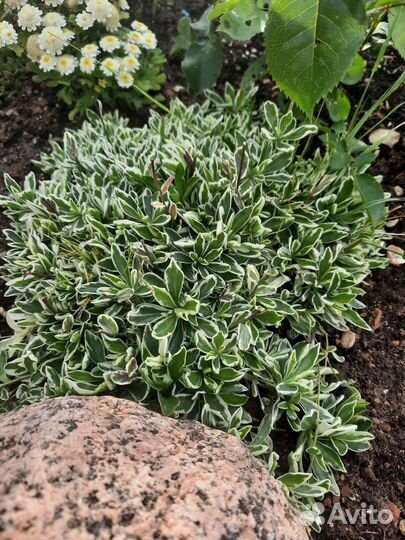 Почвопокровные растения