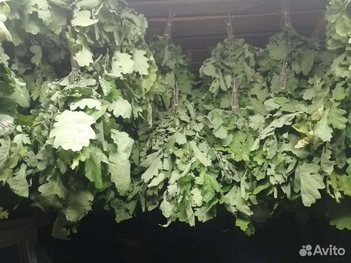 Веники берёза