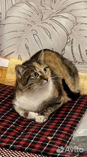 Кошечка Муся