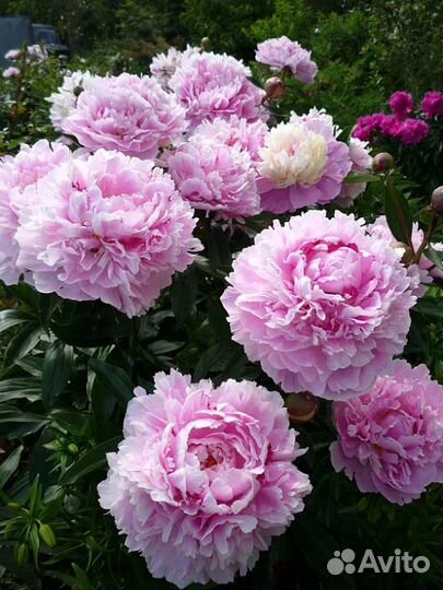 Саженцы пионов