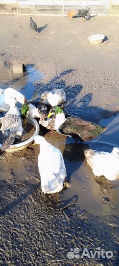 Утки,гуси,кролики