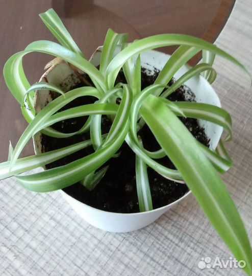 Хлорофитум кудрявый