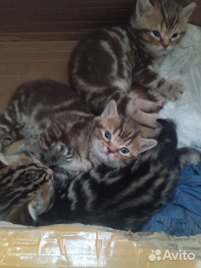 Шотландские котята