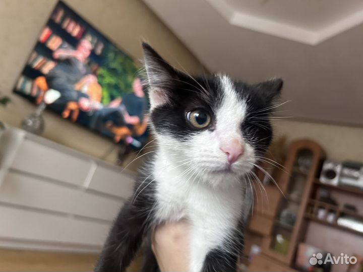 Котята в добрые руки бесплатно