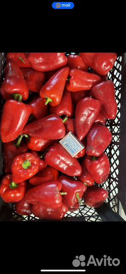 Семена сладкого перца