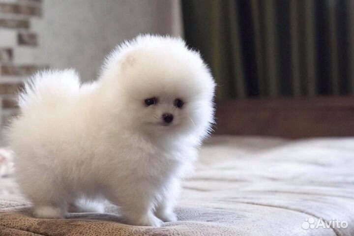 Щенки померанского шпица медвежьего типа