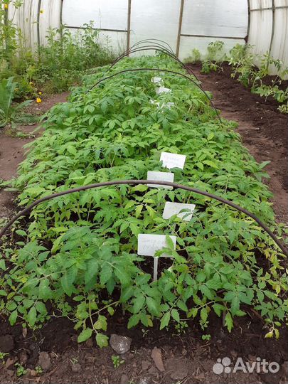 Рассада томатов картофель капуста малина цветы