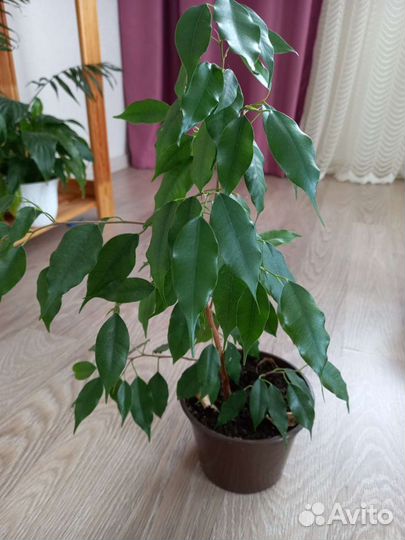 Фикус бенджамина