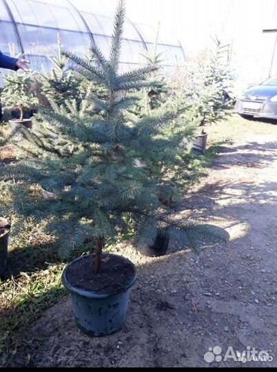 Саженцы ель голубая