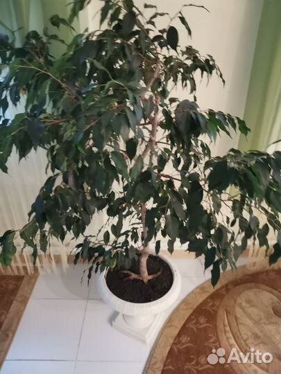 Фикус бенджамина