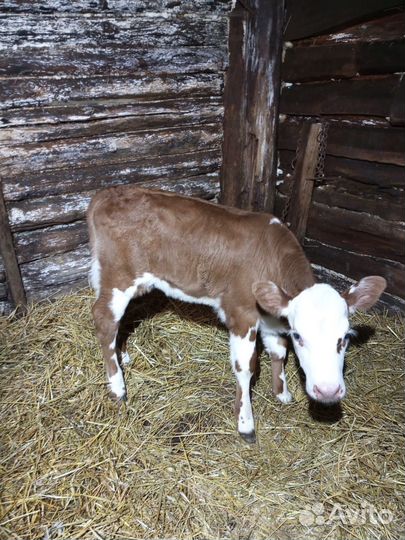 Бычёк и тёлочка