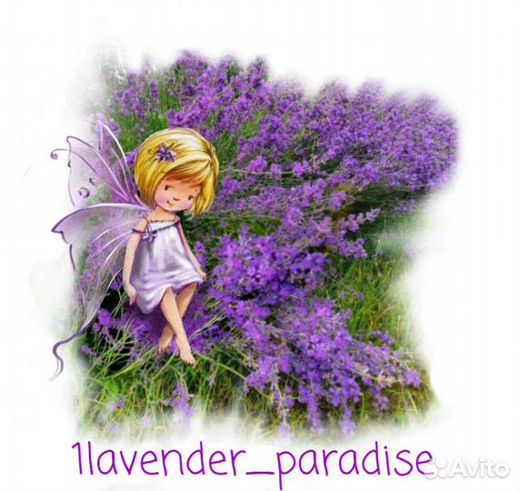 Саженцы лаванды. Экстра. 