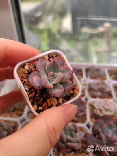 Редкие суккуленты