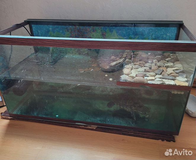 Черепаха с аквариумом