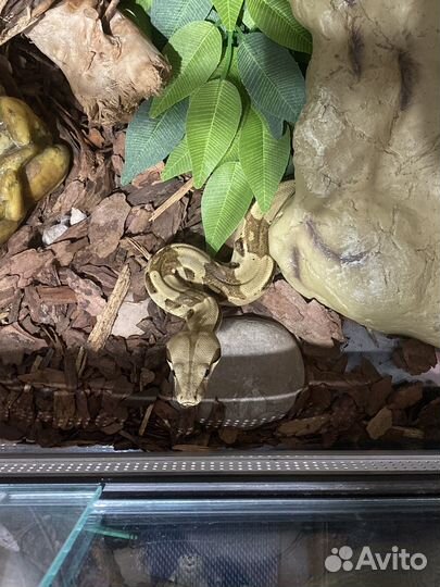 Императорский удав