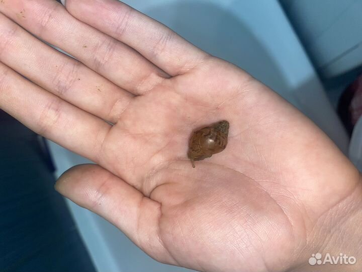 Улитки ахатины