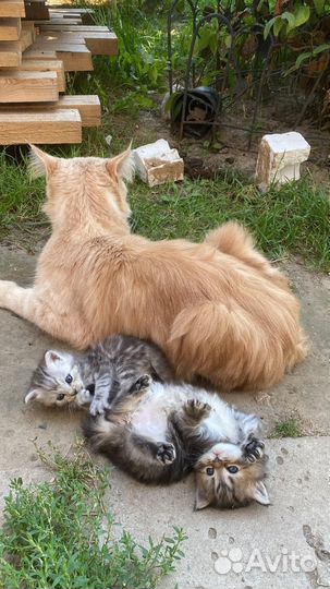 Котята мейн-кун