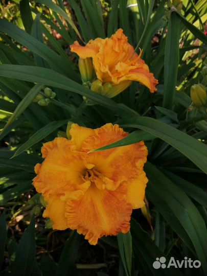 Ирис Сибирский, Лилейник