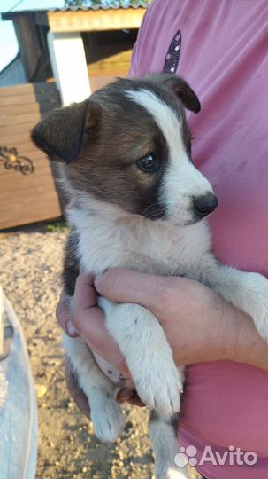 Щенок в добрые руки