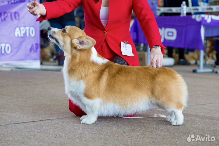 Вельш корги пемброк вязка