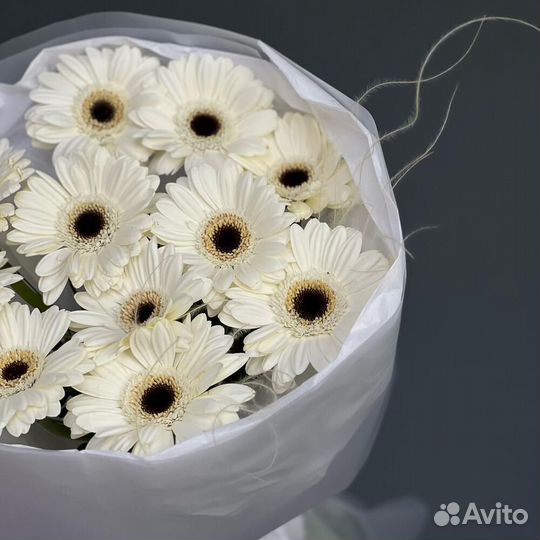 11 молочных Гермини