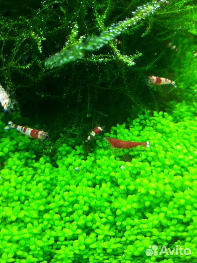 Аквариумные креветки кристалл