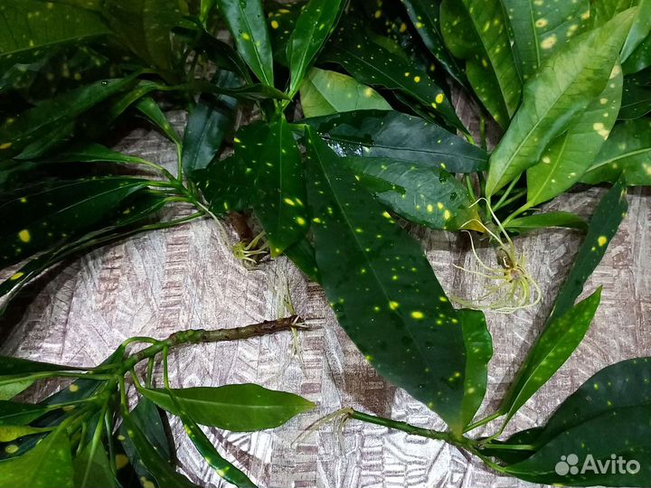 Кротон кодиеум Голд Сан