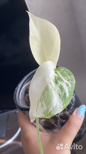 Монстера вариегатная альба