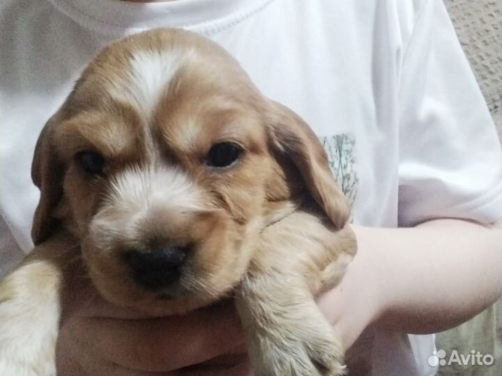 Щенки англиская спаниель все вопросы в лс