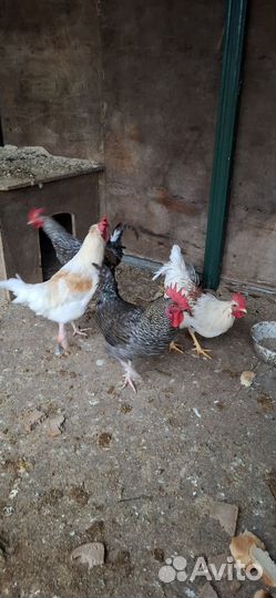 Молодые петухи доменанты