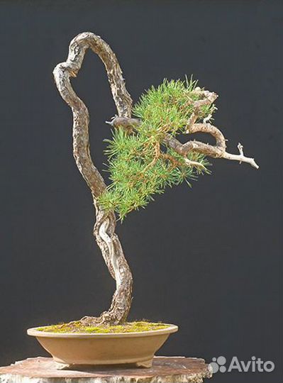 Семена Сосны для бонсай Вырасти сам