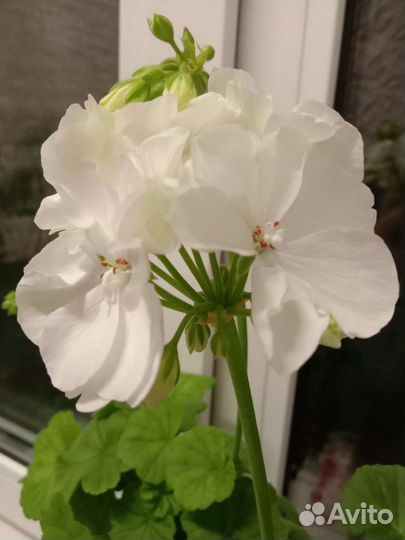 Герань пеларгония