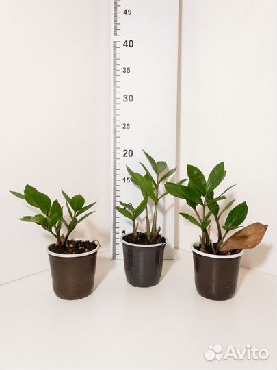 Замиокулькас