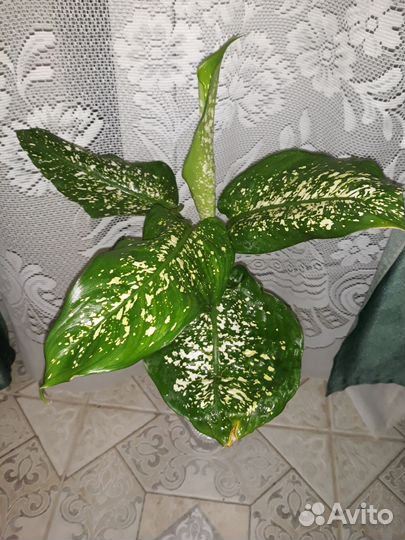 Диффенбахия ей 5 лет