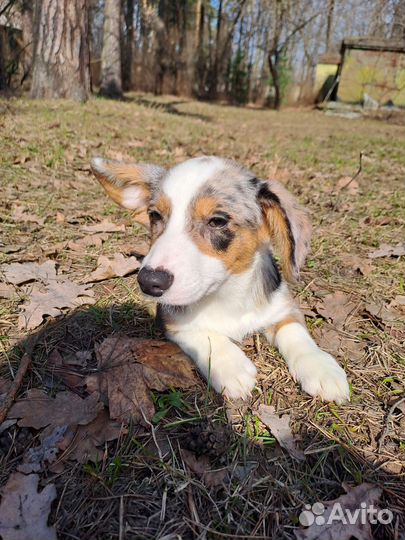 Вельш-корги кардиган