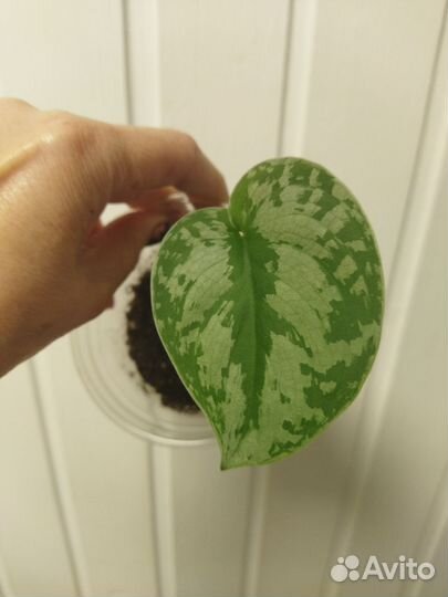 Комнатные растения