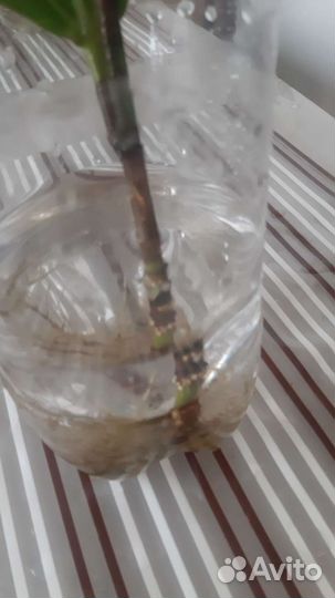 Фикус лирата