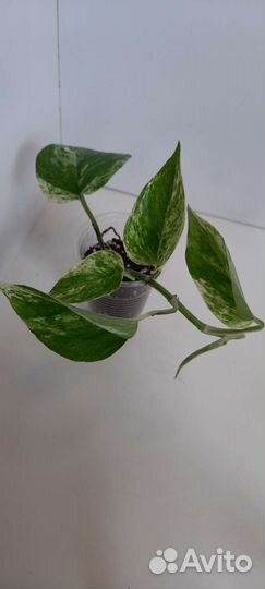 Сингониумы, пеперомии, сциндапсус (эпипремнум)