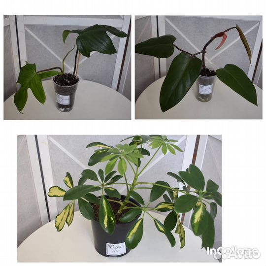 Комнатные растения цветы