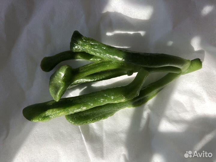 Крассула Фрогги