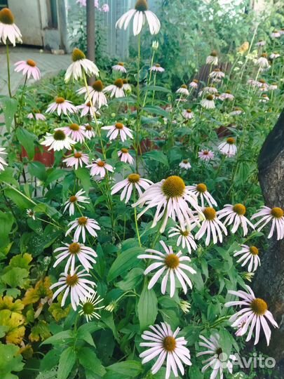 Эхинацея пурпурная