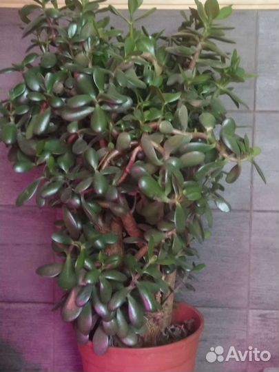Денежное дерево, крассула толстянка