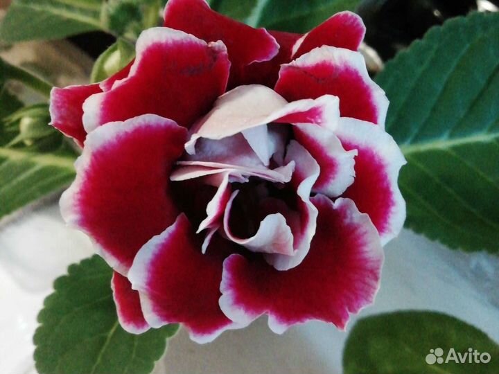 Глоксиния. Листы