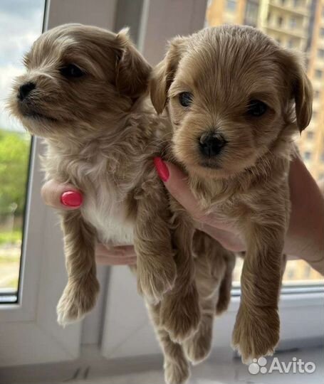 Щенки мальтипу f1 мини