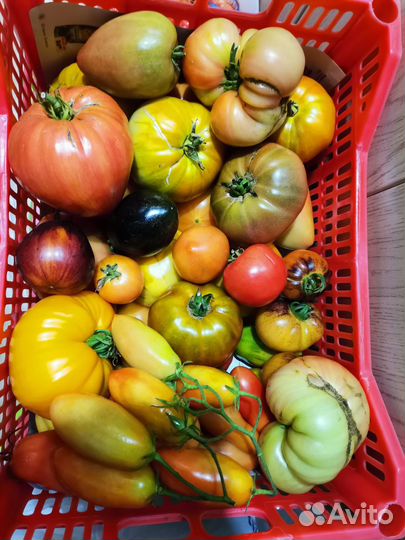 Помидоры, чеснок