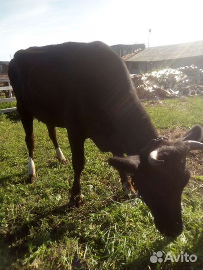 Корова первотелка