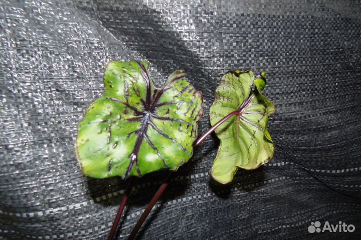 Колоказия colocasia pharaoh's mask