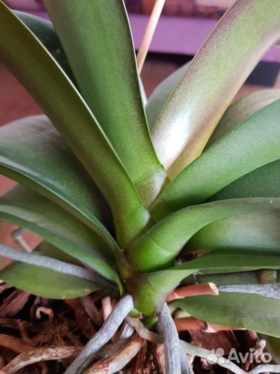 Орхидея фаленопсис, дендробиум нобиле