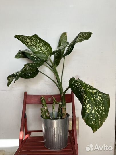 Цветы домашние в горшках