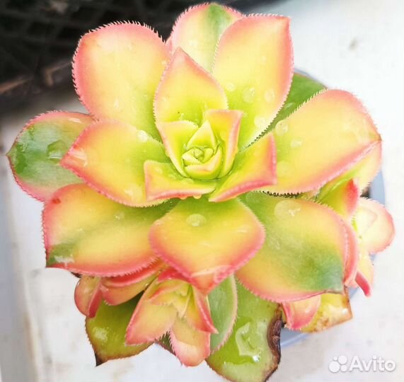 Кактусы и суккуленты